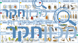 לוח חרקים מקצועי למעבדות